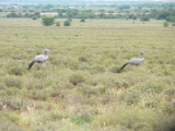 P1100066