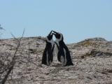 P1100463
